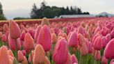 Already seen tulips in Skagit Valley? How about over the border?