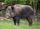 Wild boar