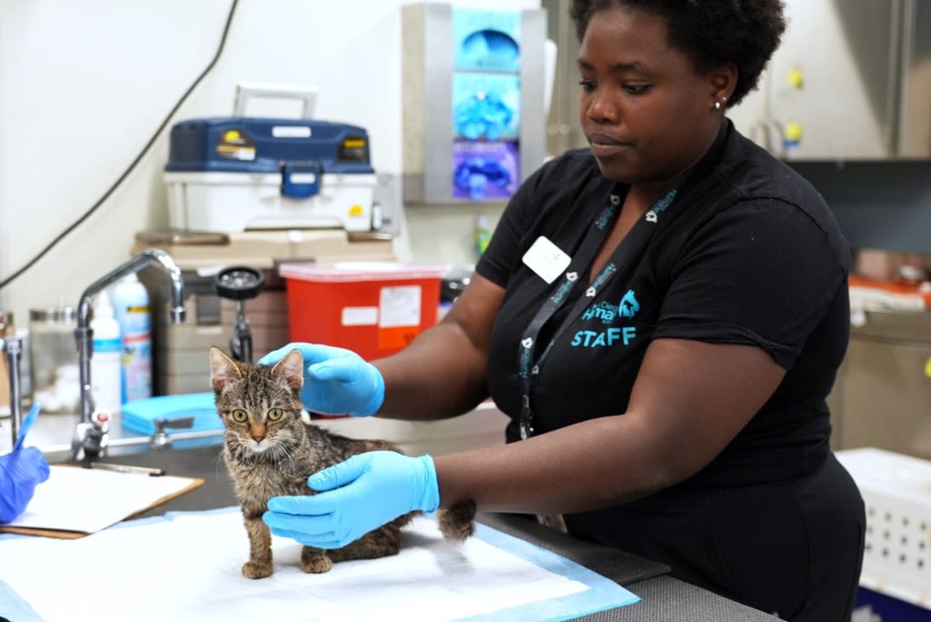 San Diego Humane Society rescues 48 cats, 2 dogs from ‘overwhelmed’ owner