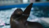 Sea Lion Hams It up for the Camera and Gives Reporter ‘Sloppy’ Kisses on Air