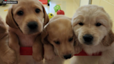 New Jersey nonprofit Seeing Eye looking for volunteers to help raise future guide dogs