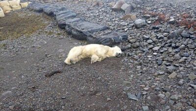 悲！冰島罕見出現北極熊 因威脅到居民遭射殺