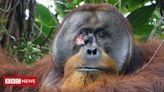 Orangotango selvagem é visto usando planta para curar ferida