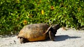 Ian update: Are gopher tortoises making a return to Bowditch Beach?