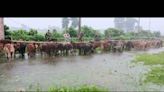 Border Security Force recovers ‘floating’ cattle on way to Bangladesh, smuggle bid foiled