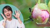 Should You Spray Your Peonies if They Are Covered in Ants?