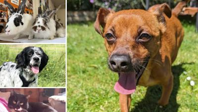 5 pets at RSPCA Essex who are searching for their forever homes