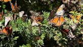 Sharp decline in monarch butterfly population alarms scientists and advocates | How to help