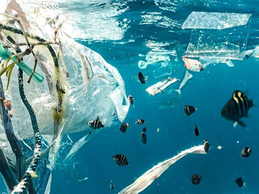 Descubren un hongo marino que descompone el plástico del océano