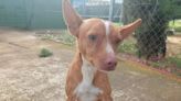 El milagro de Simba, el podenco paralizado por un balín que recibió una segunda oportunidad