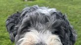 Pet of the Week: Chip the shy Schnoodle loves squeaky toys and snuggling