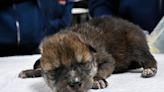 Nacen cachorros de lobo mexicano en el Zoológico Brookfield de Chicago