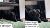 Owner proudly boasts about her dog who helps other pups "sit" at day care
