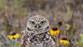 Best things to do this week in SW FL: Owl festival, War of the Food Trucks, Dexter musical
