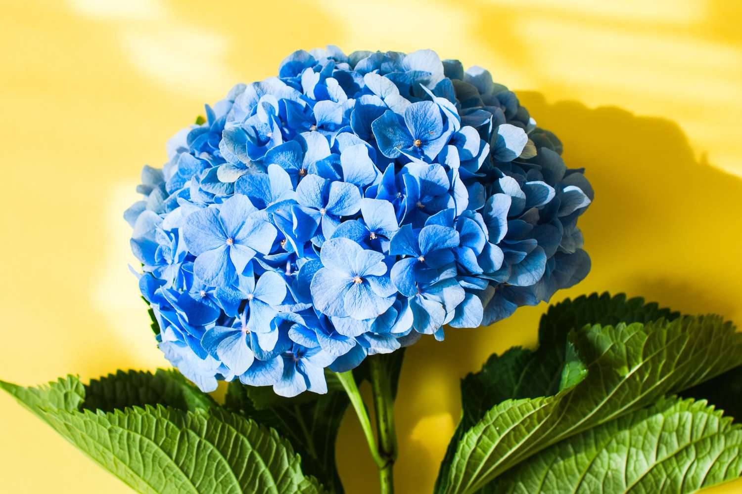 5 Hydrangea Care Facts—Including the Best Time of Year to Plant Yours