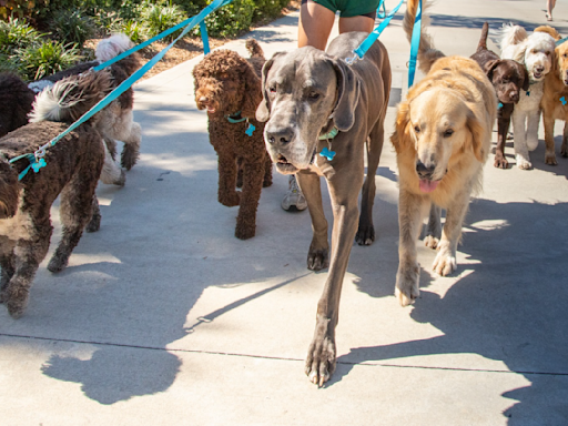 How safe are pack walks? Dog owners, daycares and an expert on dangers and how it can be done right