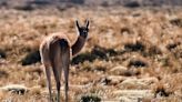 El fino pelaje de los guanacos, clave en la conservación de un emblema argentino