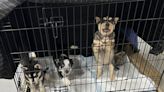 Norfolk SPCA facing ‘overload’ has 5 new adorable husky puppies
