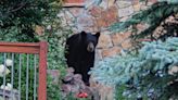 Time again to be bear aware in the Vail Valley