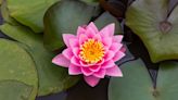 Lotus Flowers Have Different Meanings Depending on Their Color