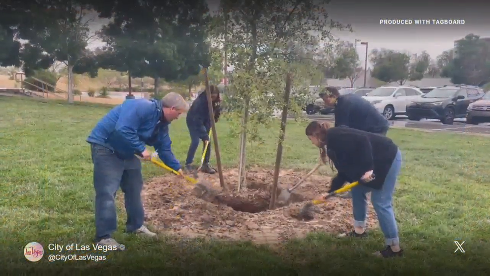 City of Las Vegas planting trees during rainy weather