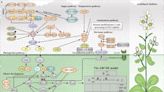 New plant flowering gene atlas paves the way for a | Newswise