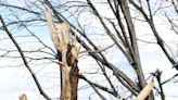 In the Garden: Get some advice before chopping down damaged trees after Omaha tornadoes