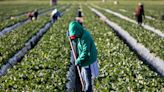Migrant work is European agroindustry's biggest source of wealth and shame