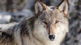 Watch: Wolf tries to run down elk in Grand Teton National Park