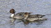 WI Daily Update: Might a bigger bag limit be coming for pintails? - Outdoor News