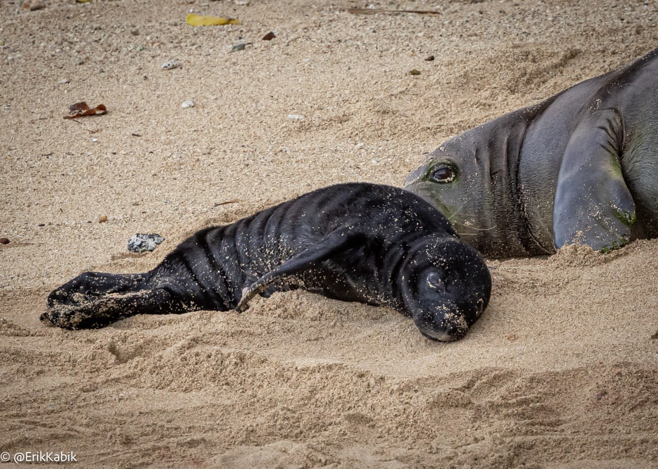 Newest addition to Oahu’s monk seal family has been named!