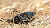 Cricket treatment planning underway for Northern Nevada