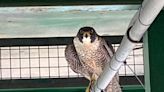 Get to know the family of falcons that make the International Bridge home