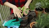 Este es el mayor error que cometemos al cultivar las plantas: tiene que ver con la maceta