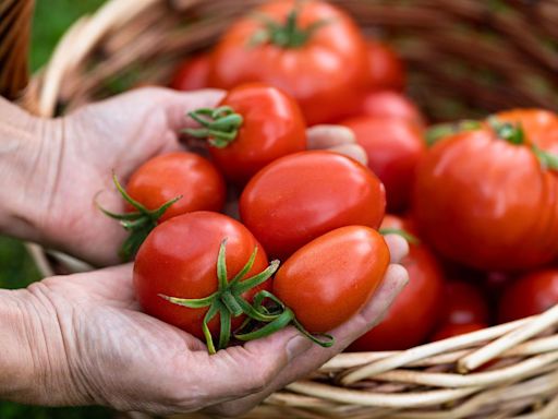 When is the best time to pick tomatoes off the vine? Here’s what an expert says