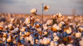 Regenerative Farming is Key to Fashion’s Sustainable Future