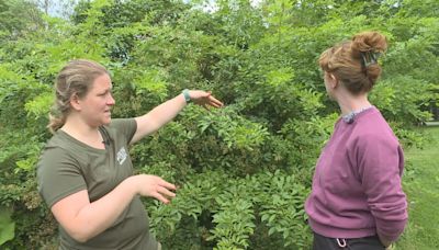 N.B. invasive species council raises alarm over harmful rose