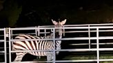 'It was quite a show': Escaped zebra caught in Washington yard after 6 days on the run