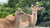 盜獵猖獗！墾丁驚傳「梅花鹿慘遭斬首」 居民：暗夜槍響難眠