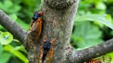 Cicadas are back, but climate change is messing with them