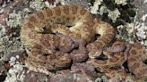 Project Rattlecam: Researchers study rattlesnakes using high-tech cameras