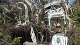 Hurricane season 2024: How to prepare your trees and yard before a storm in Florida