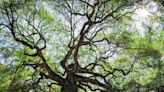 18 Types of Oak Trees to Grow in Your Yard