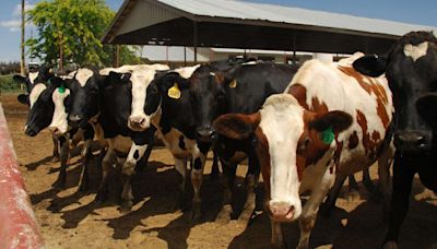 Bird flu detected in Colorado dairy cattle − a vet explains the risks of the highly pathogenic avian influenza virus