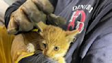 Tiny kitten rescued from wheel well of Dinuba vehicle