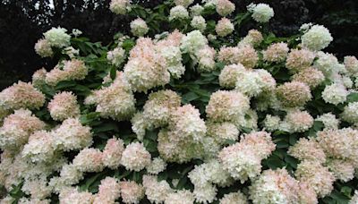 How to Grow and Care for Peegee Hydrangea for Big, White Blooms