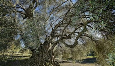 La oposición de los agricultores lleva a retirar la candidatura a patrimonio mundial del Paisaje del Olivar andaluz