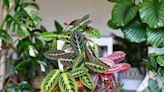 How to Propagate Prayer Plant: 3 Methods That Really Work