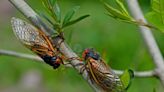 A Once-in-a-Lifetime Double Brood of Cicadas Is Emerging This Spring