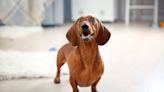 Dachshund Sings Along with the Radio in the Car Just Like a Human